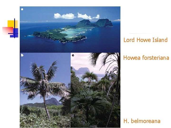 Lord Howe Island Howea forsteriana H. belmoreana 