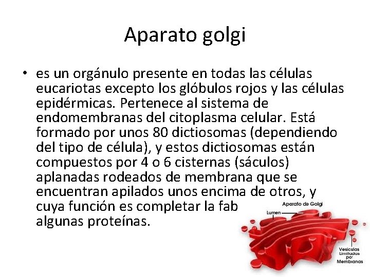 Aparato golgi • es un orgánulo presente en todas las células eucariotas excepto los