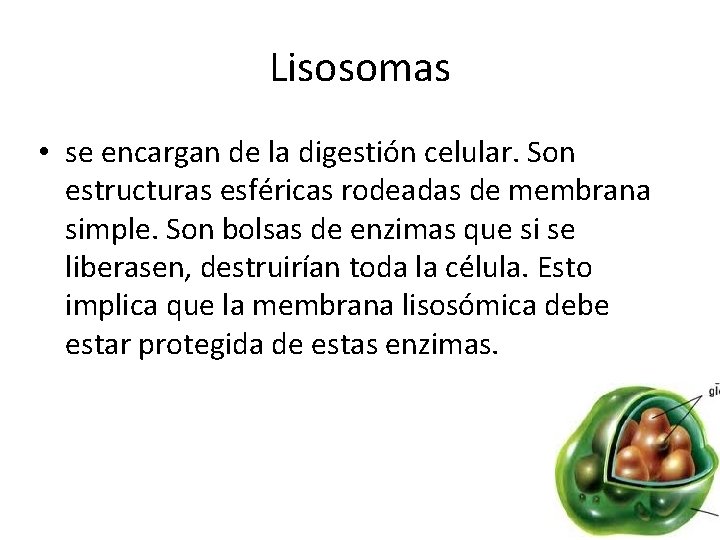 Lisosomas • se encargan de la digestión celular. Son estructuras esféricas rodeadas de membrana Lisosomas • se encargan de la digestión celular. Son estructuras esféricas rodeadas de membrana