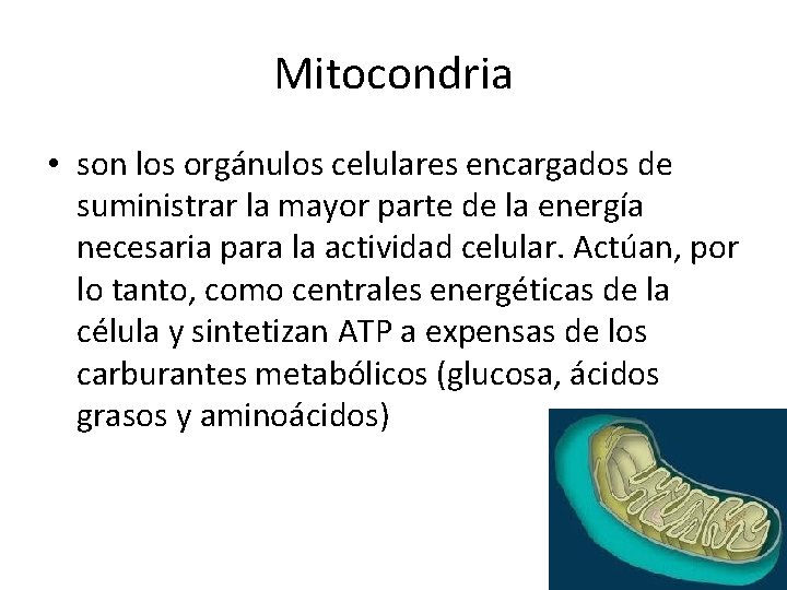Mitocondria • son los orgánulos celulares encargados de suministrar la mayor parte de la Mitocondria • son los orgánulos celulares encargados de suministrar la mayor parte de la