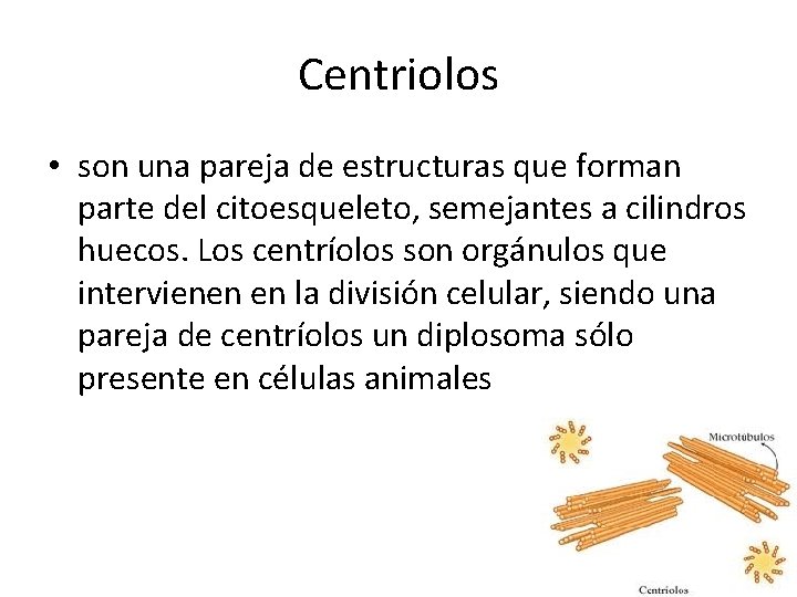 Centriolos • son una pareja de estructuras que forman parte del citoesqueleto, semejantes a
