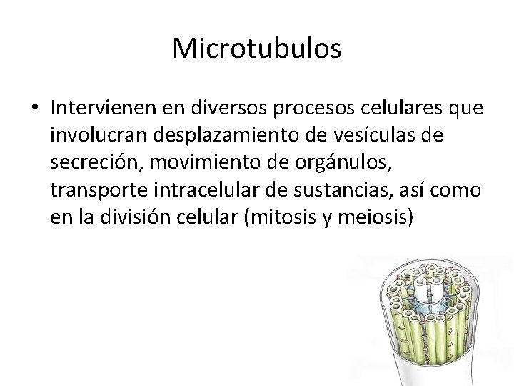 Microtubulos • Intervienen en diversos procesos celulares que involucran desplazamiento de vesículas de secreción,