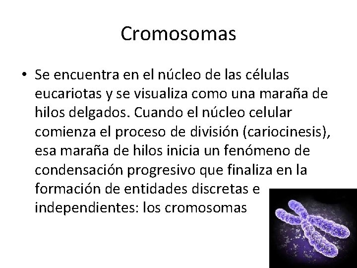 Cromosomas • Se encuentra en el núcleo de las células eucariotas y se visualiza Cromosomas • Se encuentra en el núcleo de las células eucariotas y se visualiza