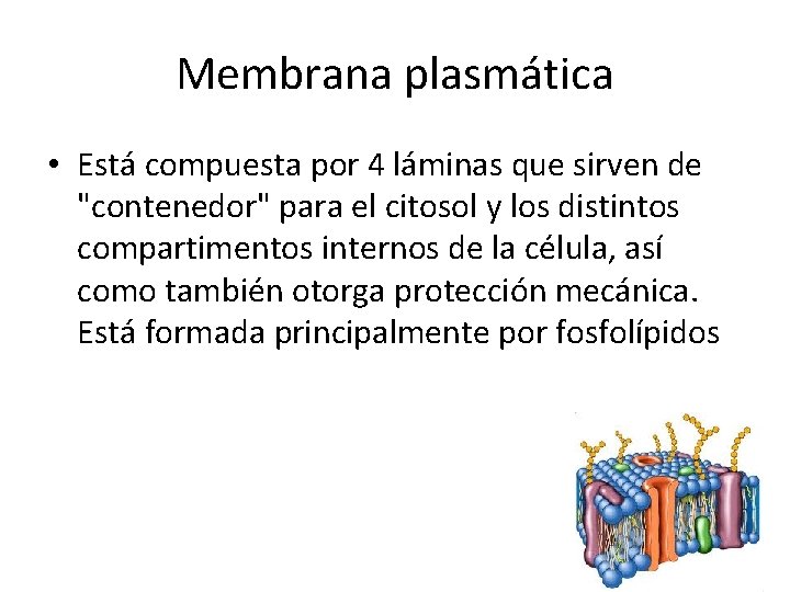 Membrana plasmática • Está compuesta por 4 láminas que sirven de "contenedor" para el