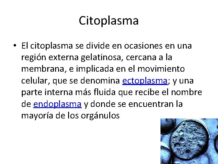 Citoplasma • El citoplasma se divide en ocasiones en una región externa gelatinosa, cercana