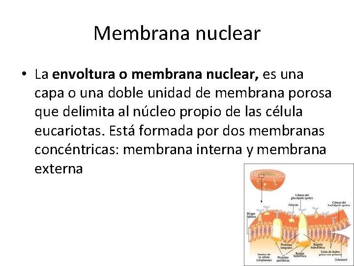 Membrana nuclear • La envoltura o membrana nuclear, es una capa o una doble Membrana nuclear • La envoltura o membrana nuclear, es una capa o una doble