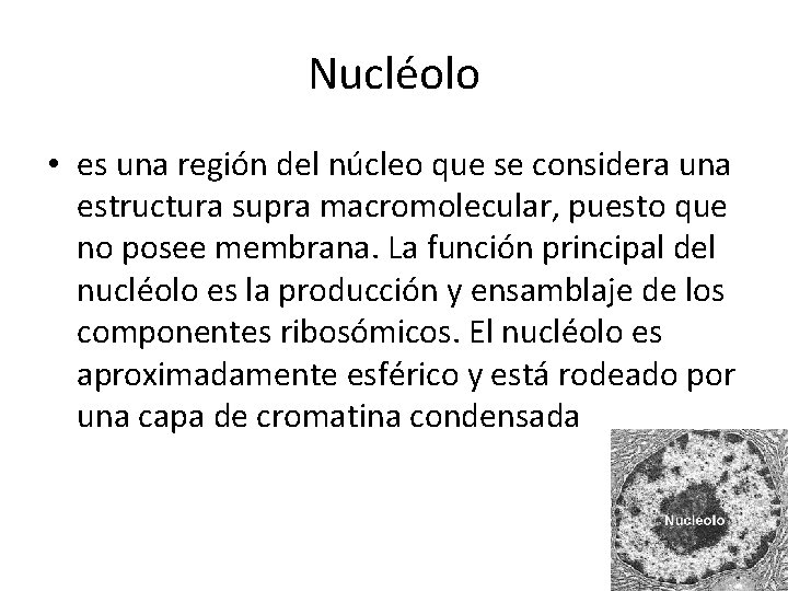 Nucléolo • es una región del núcleo que se considera una estructura supra macromolecular, Nucléolo • es una región del núcleo que se considera una estructura supra macromolecular,