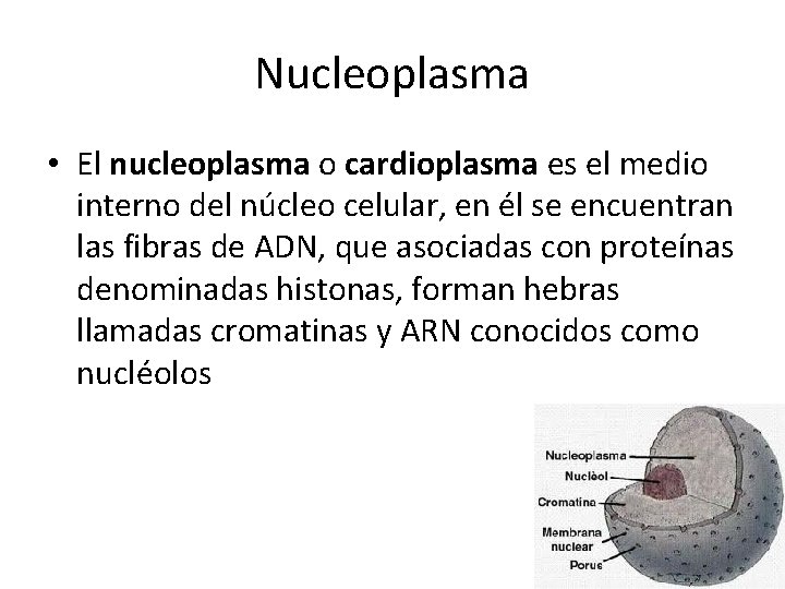 Nucleoplasma • El nucleoplasma o cardioplasma es el medio interno del núcleo celular, en