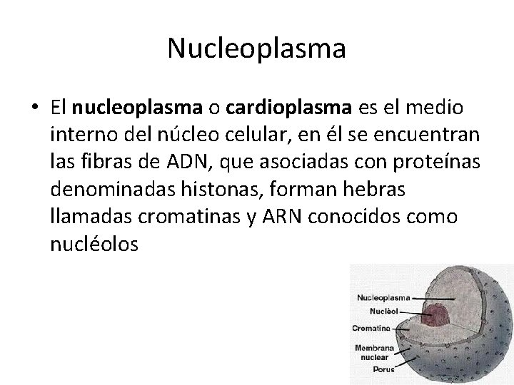 Nucleoplasma • El nucleoplasma o cardioplasma es el medio interno del núcleo celular, en Nucleoplasma • El nucleoplasma o cardioplasma es el medio interno del núcleo celular, en