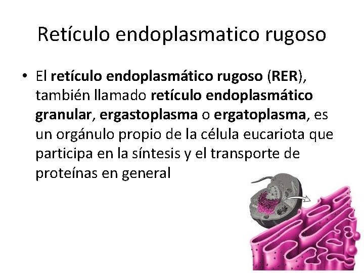 Retículo endoplasmatico rugoso • El retículo endoplasmático rugoso (RER), también llamado retículo endoplasmático granular,