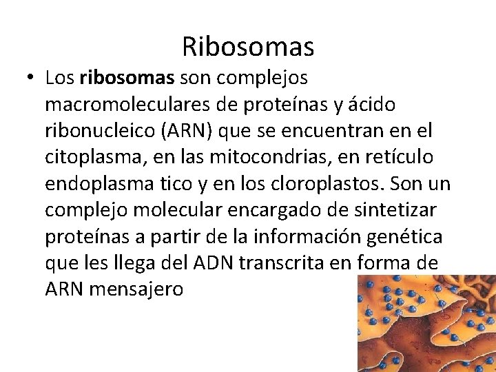 Ribosomas • Los ribosomas son complejos macromoleculares de proteínas y ácido ribonucleico (ARN) que Ribosomas • Los ribosomas son complejos macromoleculares de proteínas y ácido ribonucleico (ARN) que