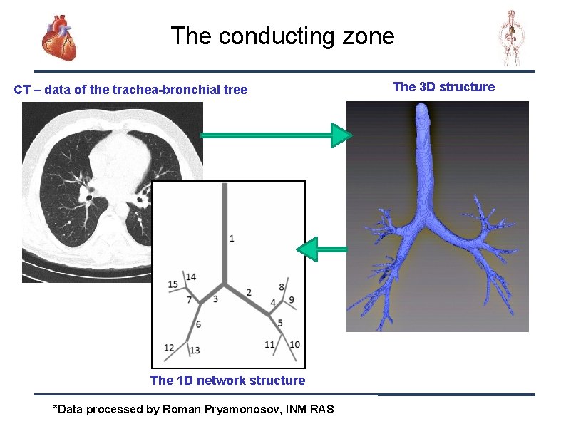 The conducting zone CT – data of the trachea-bronchial tree The 3 D structure