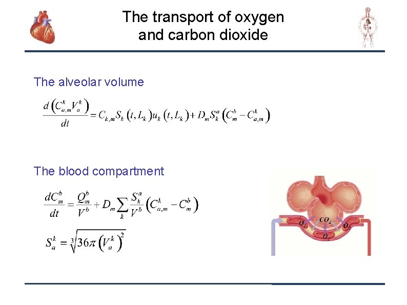 The transport of oxygen and carbon dioxide The alveolar volume The blood compartment 9