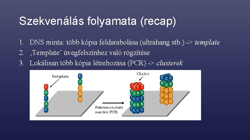 Szekvenálás folyamata (recap) 1. DNS minta: több kópia feldarabolása (ultrahang stb. ) -> template