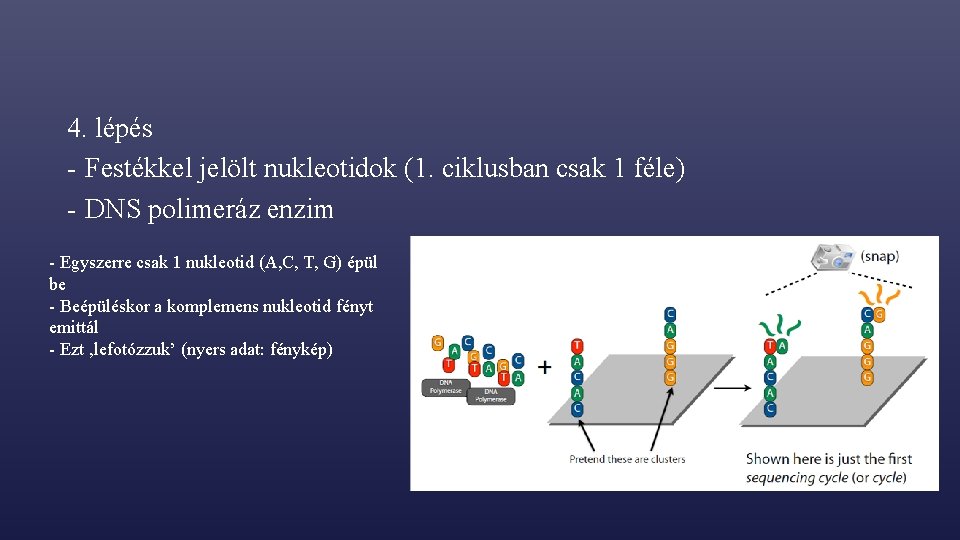 4. lépés - Festékkel jelölt nukleotidok (1. ciklusban csak 1 féle) - DNS polimeráz