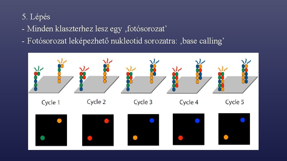 5. Lépés - Minden klaszterhez lesz egy ‚fotósorozat’ - Fotósorozat leképezhető nukleotid sorozatra: ‚base