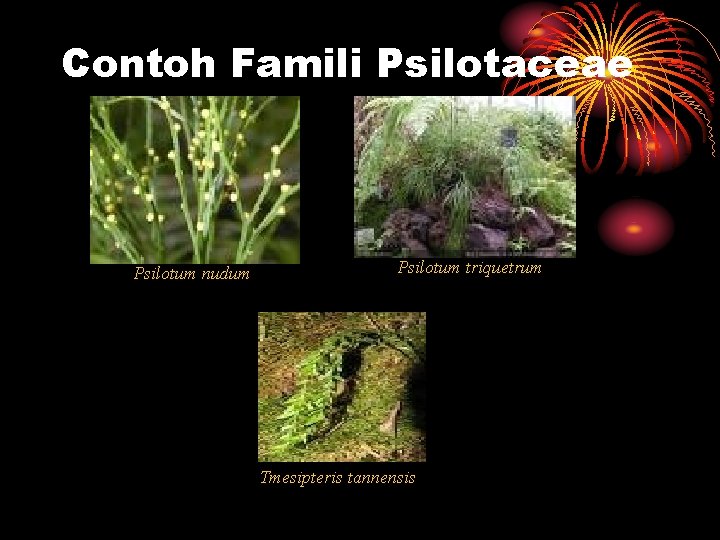 Contoh Famili Psilotaceae Psilotum nudum Psilotum triquetrum Tmesipteris tannensis 