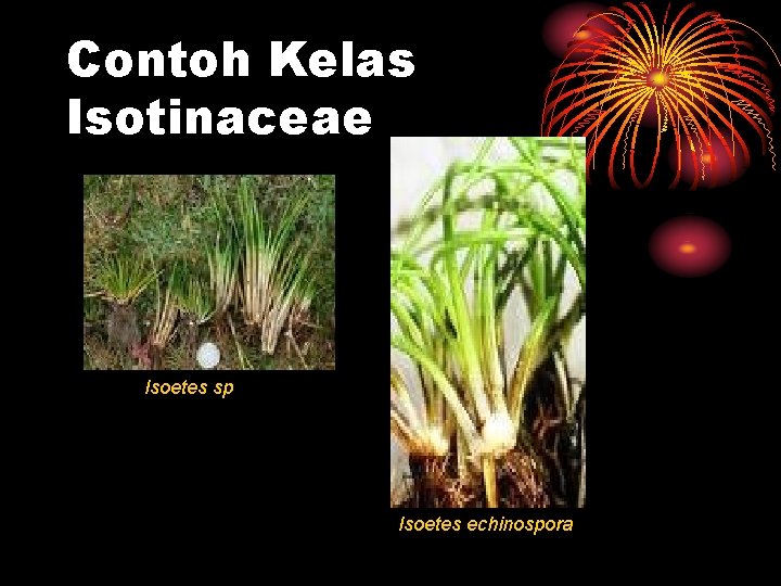 Contoh Kelas Isotinaceae Isoetes sp Isoetes echinospora 
