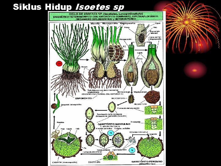 Siklus Hidup Isoetes sp 