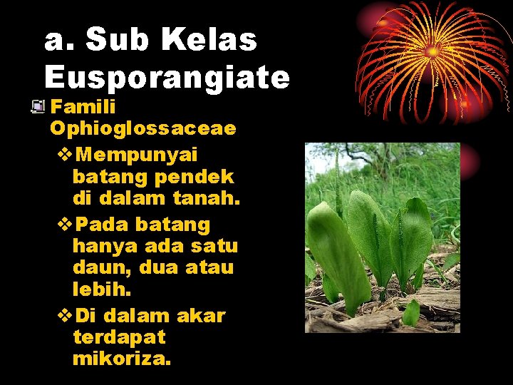 a. Sub Kelas Eusporangiate Famili Ophioglossaceae v. Mempunyai batang pendek di dalam tanah. v.