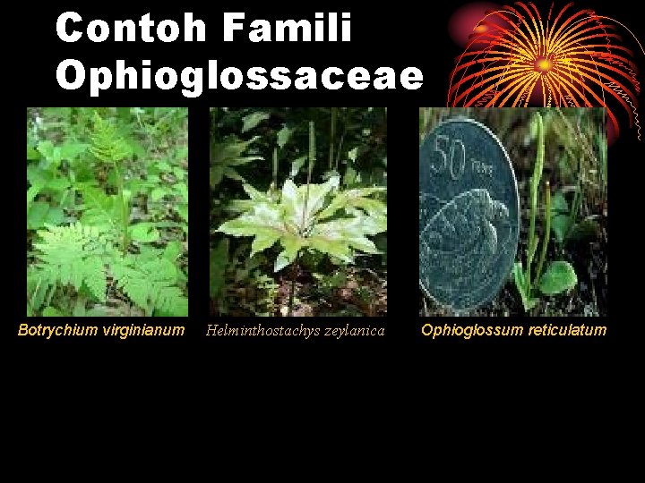 Contoh Famili Ophioglossaceae Botrychium virginianum Helminthostachys zeylanica Ophioglossum reticulatum 