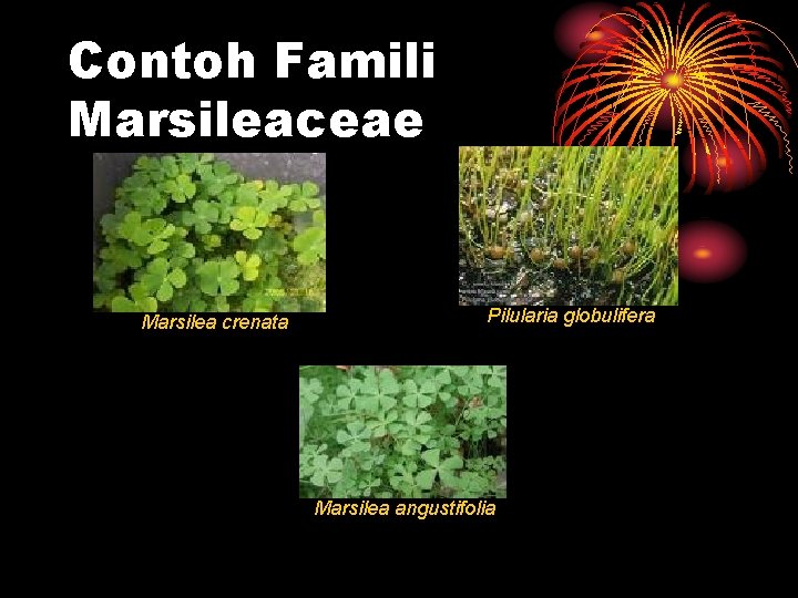 Contoh Famili Marsileaceae Marsilea crenata Pilularia globulifera Marsilea angustifolia 