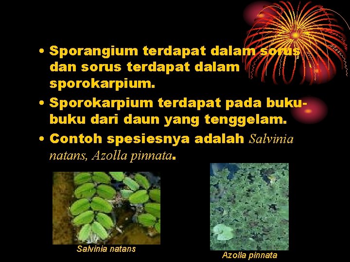  • Sporangium terdapat dalam sorus dan sorus terdapat dalam sporokarpium. • Sporokarpium terdapat
