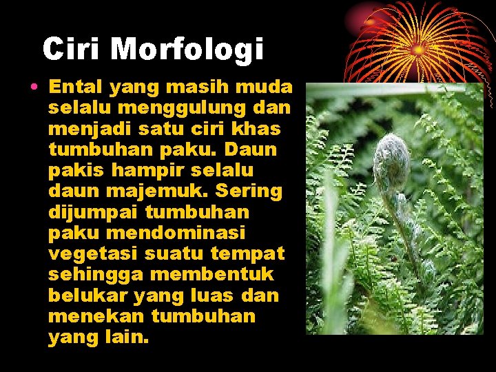 Ciri Morfologi • Ental yang masih muda selalu menggulung dan menjadi satu ciri khas