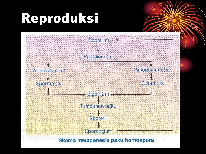 Reproduksi 