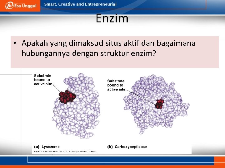 Enzim • Apakah yang dimaksud situs aktif dan bagaimana hubungannya dengan struktur enzim? 