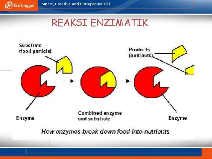 REAKSI ENZIMATIK 