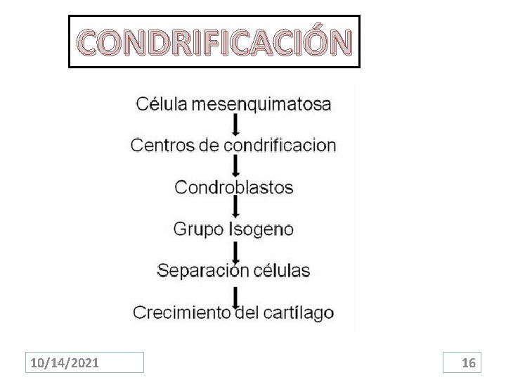 CONDRIFICACIÓN 10/14/2021 16 