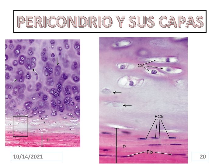 PERICONDRIO Y SUS CAPAS 10/14/2021 20 