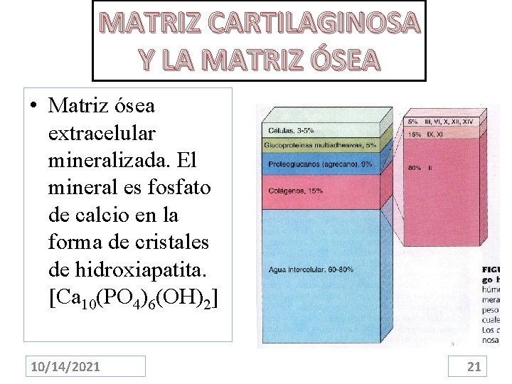 MATRIZ CARTILAGINOSA Y LA MATRIZ ÓSEA • Matriz ósea extracelular mineralizada. El mineral es