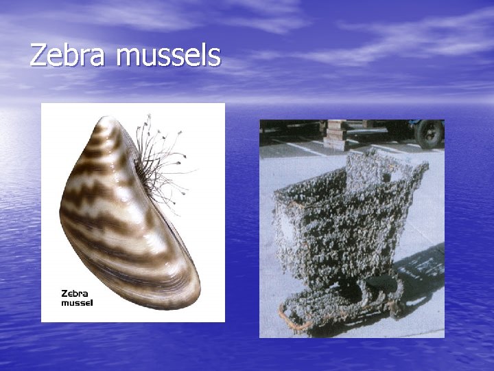 Zebra mussels 