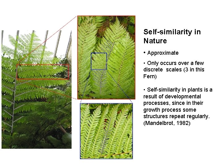 Self-similarity in Nature • Approximate • Only occurs over a few discrete scales (3