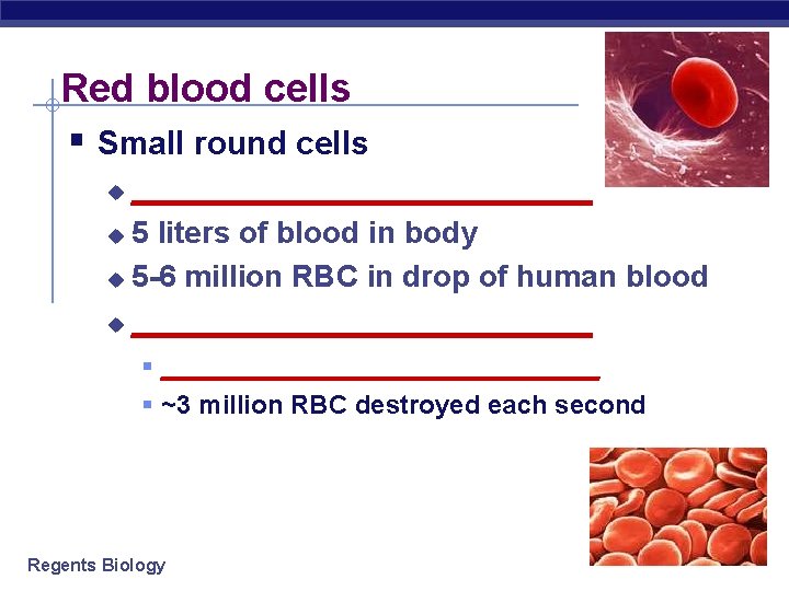 Red blood cells § Small round cells ______________ u 5 liters of blood in