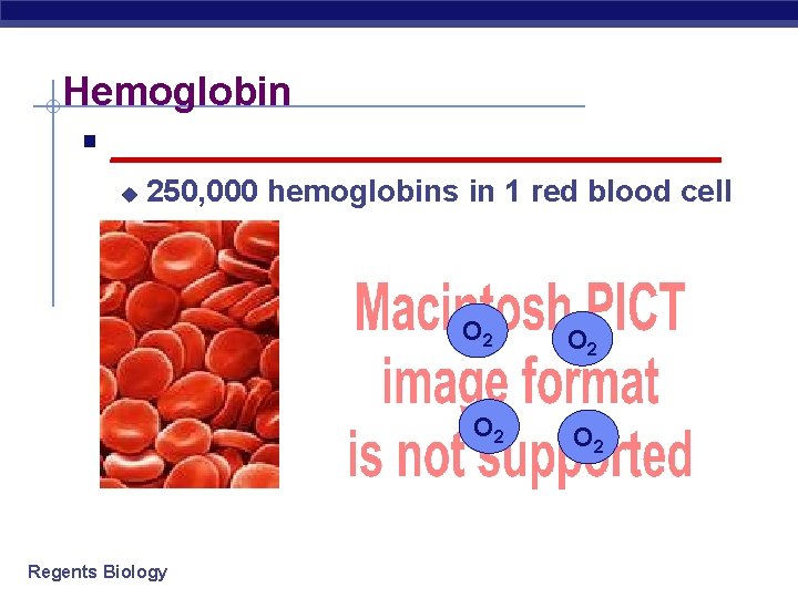 Hemoglobin § _________________ u 250, 000 hemoglobins in 1 red blood cell O 2