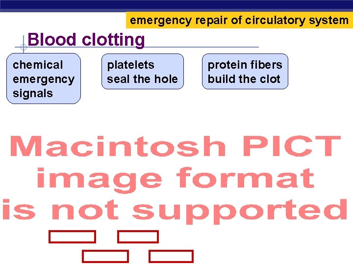 emergency repair of circulatory system Blood clotting chemical emergency signals Regents Biology platelets seal