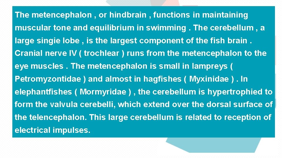 The metencephalon , or hindbrain , functions in maintaining muscular tone and equilibrium in