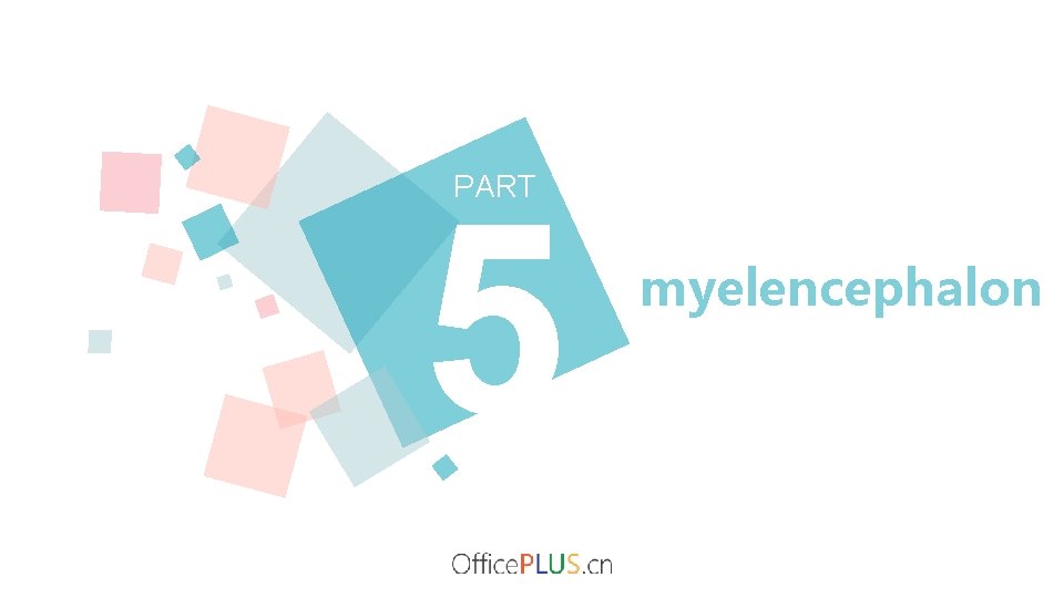 PART 5 myelencephalon 