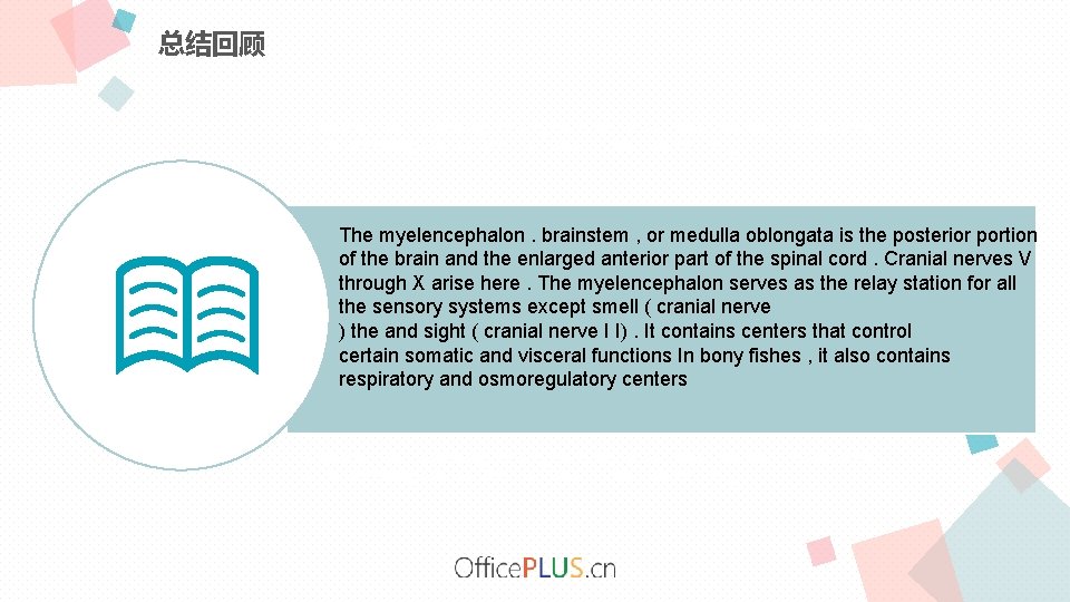 总结回顾 标题数字等都可以通过点击和重新输入进行更改，顶部“开始”面板中可以对字体、字号等进行修改。标题数字等都 可以通过点击和重新输入进行更改，顶部“开始”面板中可以对字体、字号等进行修改。 The myelencephalon. brainstem , or medulla oblongata is the posterior portion