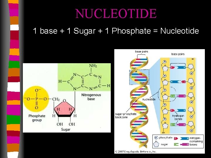NUCLEOTIDE 1 base + 1 Sugar + 1 Phosphate = Nucleotide 