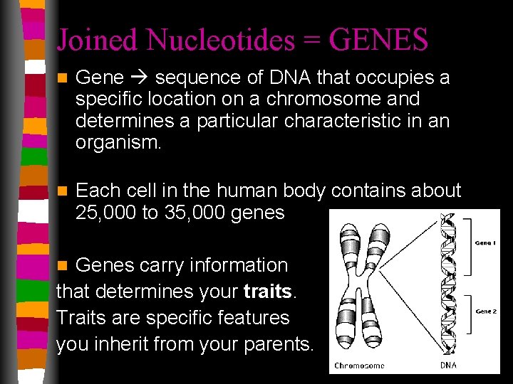 Joined Nucleotides = GENES n Gene sequence of DNA that occupies a specific location
