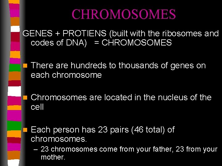 CHROMOSOMES GENES + PROTIENS (built with the ribosomes and codes of DNA) = CHROMOSOMES