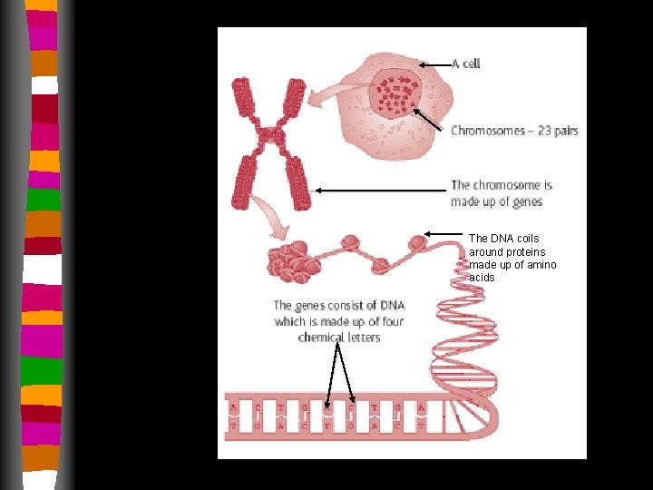 The DNA coils around proteins made up of amino acids 