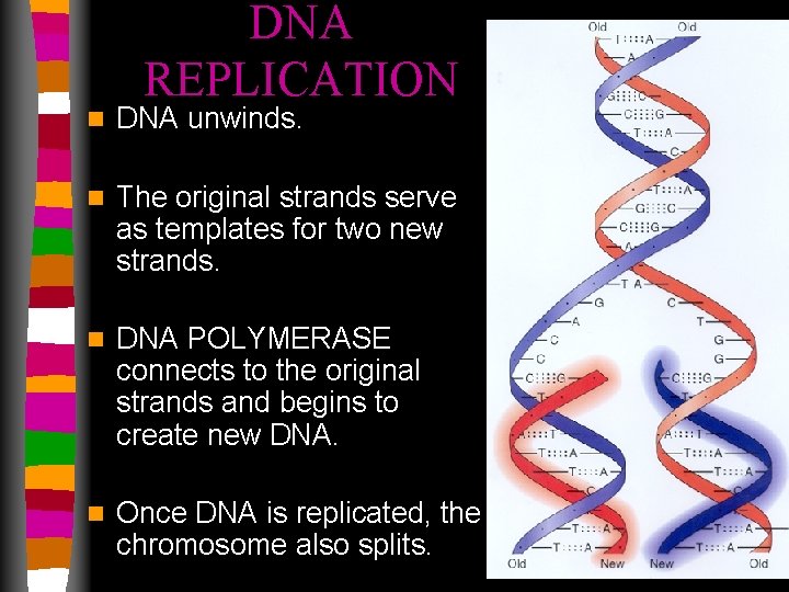 DNA REPLICATION n DNA unwinds. n The original strands serve as templates for two