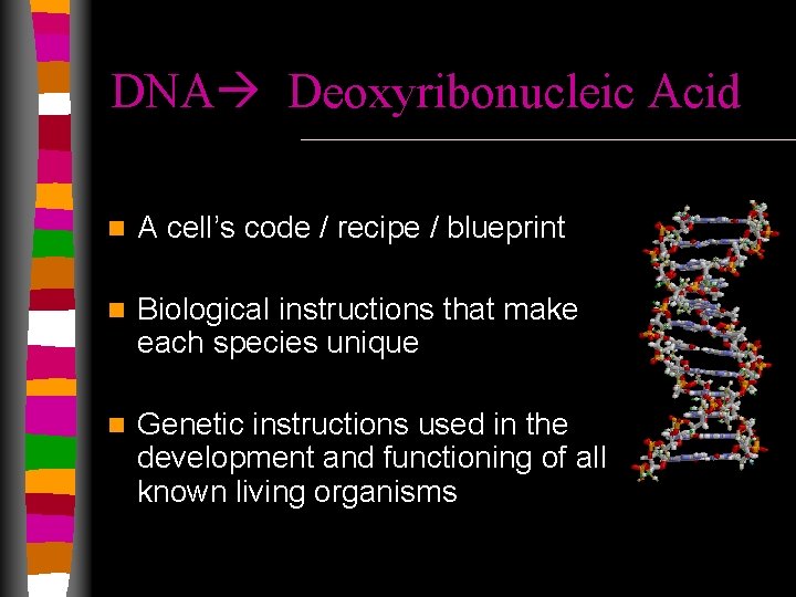 DNA Deoxyribonucleic Acid n A cell’s code / recipe / blueprint n Biological instructions
