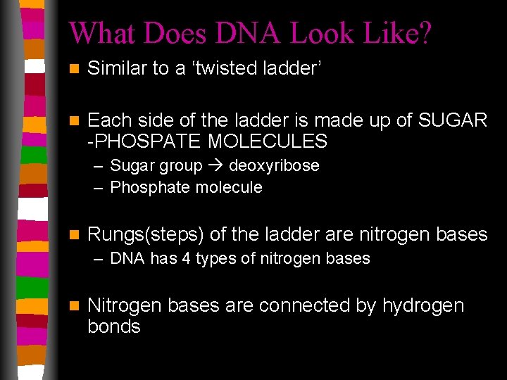 What Does DNA Look Like? n Similar to a ‘twisted ladder’ n Each side