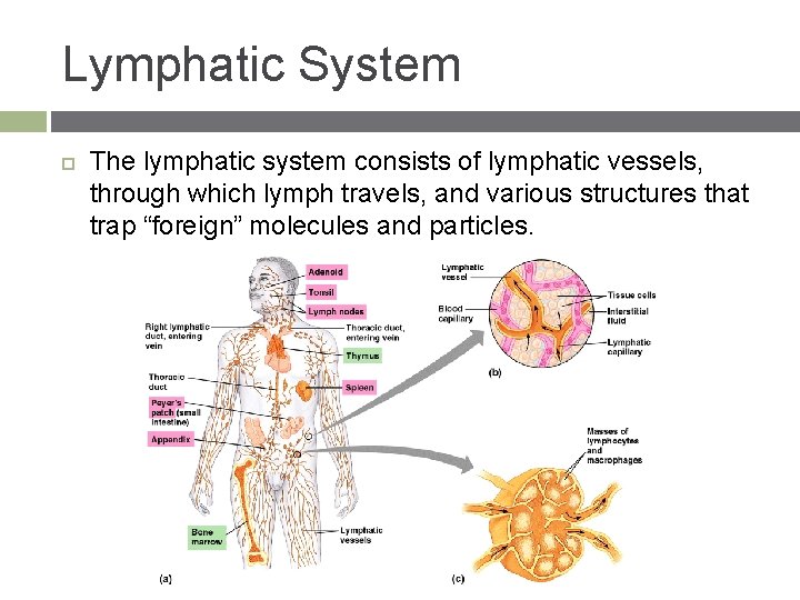 Lymphatic System The lymphatic system consists of lymphatic vessels, through which lymph travels, and
